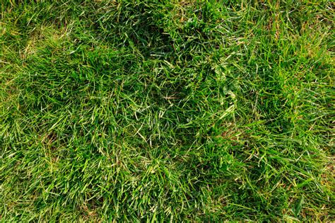 Grass Texture High Resolution