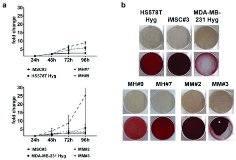 General Characterization Of Mm And Mh Hybrid Cells A The