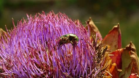 Kumbang Chafer Mawar Bunga Foto Gratis Di Pixabay Pixabay