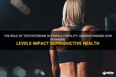 The Role Of Testosterone In Female Fertility Understanding How Hormone Levels Impact