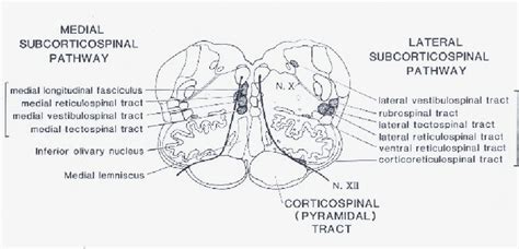 Schematic Drawing Of Transverse Section Of Medulla Oblongata To