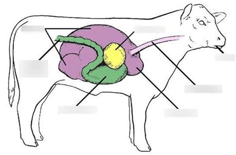 Ruminant Digestive System Diagram Quizlet