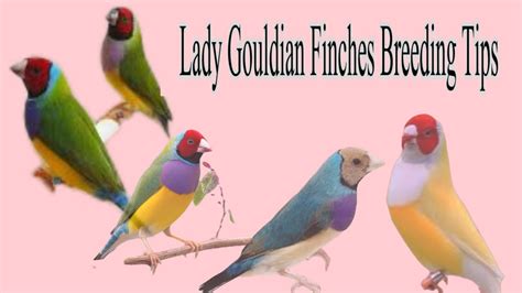 Breeding Tips Of Lady Gouldian Finches Youtube