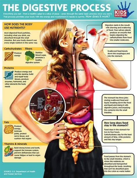 How Digestion Works: What Happens to Food After You Eat it? | Digestive ...