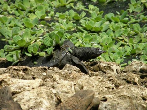 A Bajan Tour Girl Exploring Barbados: The Barbados Wildlife Reserve