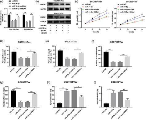 MiR 16 5p Affected Paclitaxel Resistance Migration Invasion And