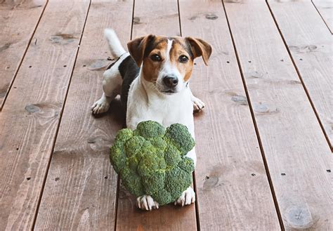 ¿los Perros Pueden Comer Brócoli Conoce Los Beneficios De Este