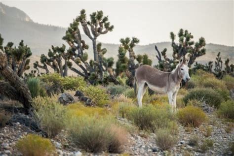 Qu Tan Seguro Es Viajar A Mount Charleston Actualizado