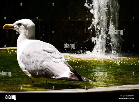 A Seagull Cools Itself In A Public Fountain Kavala Macedonia North