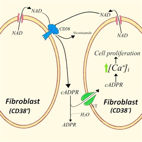 Uptake And Effects Of Extracellularly Generated Cadpr By Cd T