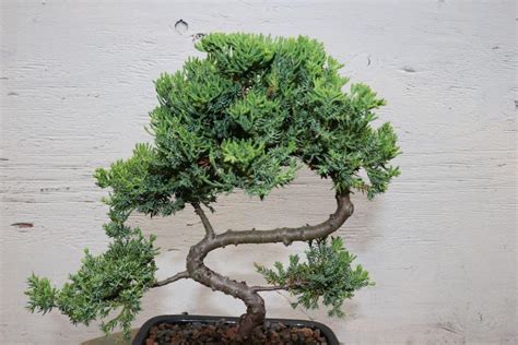 Large Juniper Bonsai Tree