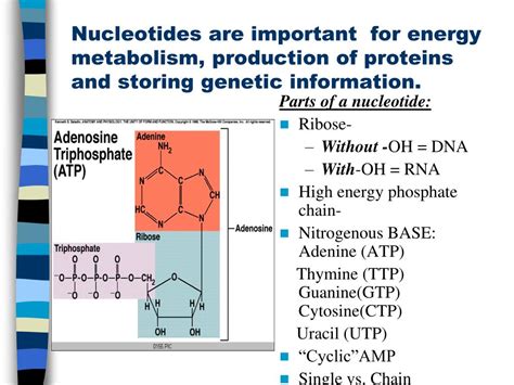 Atp A Special Type Of Nucleotide Functions As Wasfa Blog