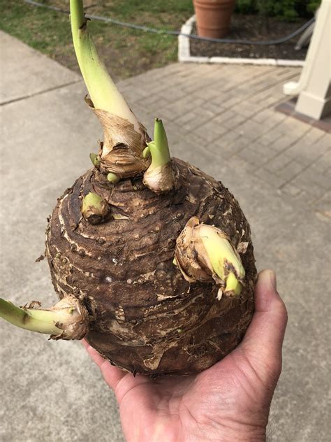 Overwintering Elephant Ears Plant How To Store Bulbs