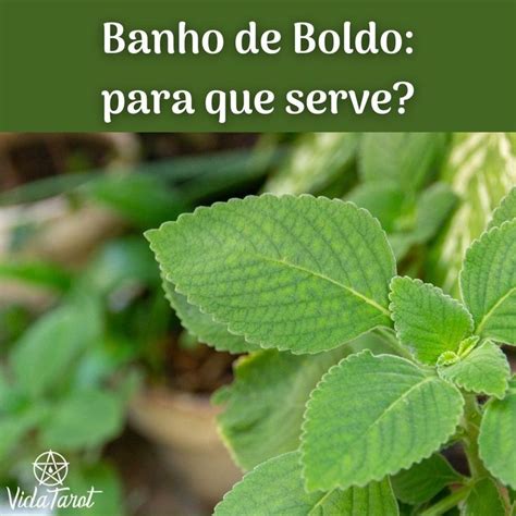 Banho De Boldo Limpeza Espiritual E Descarrego Artofit