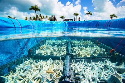 A Wider View Conservation Aquaculture Anchors Coral Reef Restoration