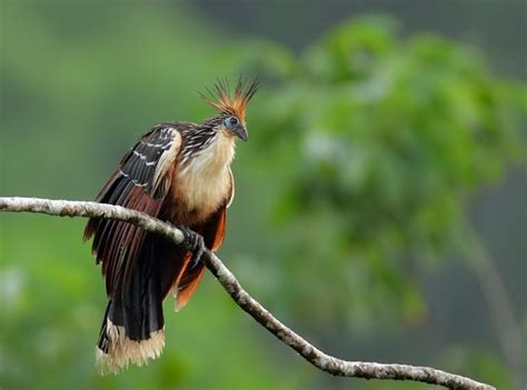 Hoatzin - Facts, Habitat, Diet, Adaptations, Pictures, and More