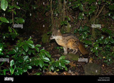 Fanaloka Ou Rayures De Civette Malgache Fossa Fossana Parc National