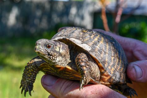 Our Residents — Turtle and Tortoise Rescue