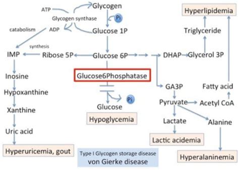 Glucose Metabolism Ii Gluconeogenesis Flashcards Quizlet