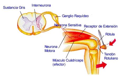 Diagrama Del Arco Reflejo Del Reflejo Rotuliano