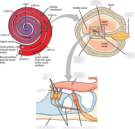 Pathway Of Sound Waves Thru Cochlea Diagram Quizlet