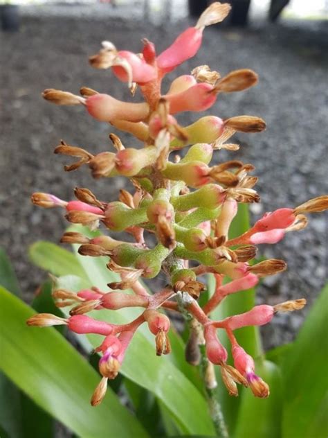 Aechmea Hybrida Coral Fire Wholesale Nursery Nurseries In Melbourne