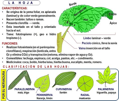 Biología didáctica: MAJO Básico II - La Hoja. 