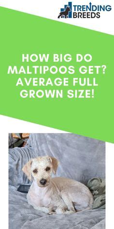 Maltipoos