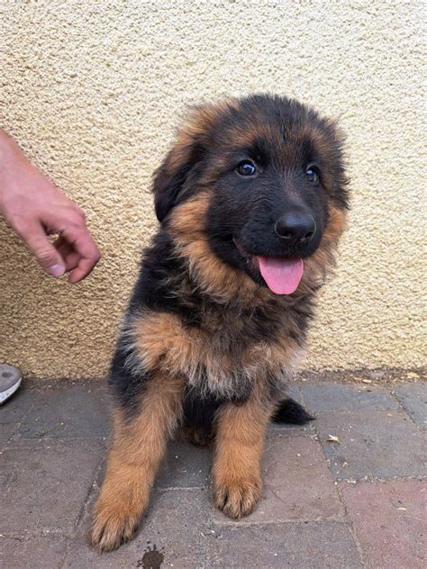 Chiot Berger Allemand Poil Long Chiot De La Huche Normande