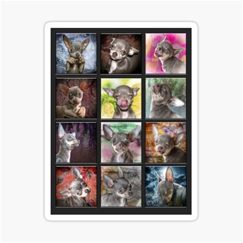 "Cheeky Chihuahua Expressions. Cute funny faces." Sticker for Sale by BarbaraGlebska | Redbubble