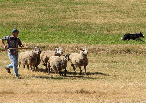 Sheepdog Trials Photograph by Melinda Seyler - Fine Art America