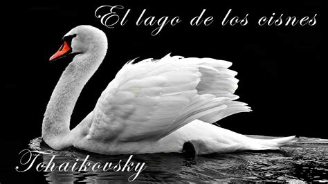 El Lago De Los Cisnes Tchaikovsky Música Clásica Música