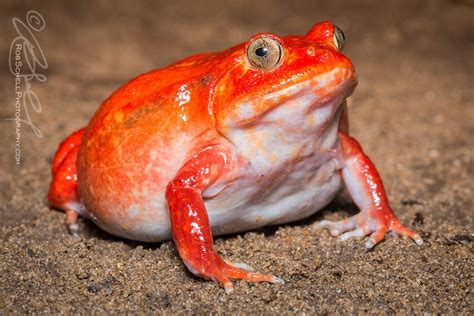 Madagascar Tomato Frogs Dyscophus Antongilii Amazing Frog Frog