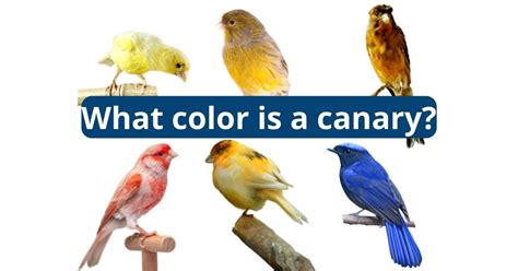 What Color Is A Canary Featherland Bird Cage