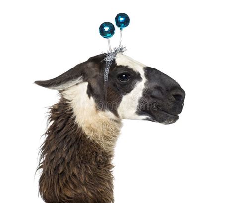 Portrait Of A Lama Lama Glama Wearing Sunglasses Stock Image Image