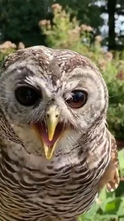 Owl Hoot 🦉 Animals Beautiful Cute Wild Animals Pet Birds