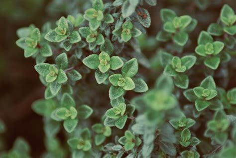 Types of Thyme Plants - Food Gardening Network