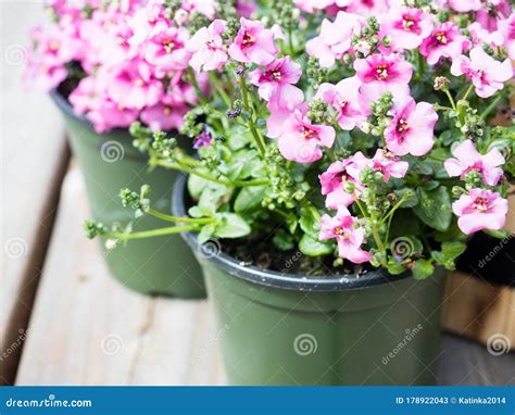 Pink Diascia Flowers in Plastic Pots Stock Image - Image of annual, pink: 178922043