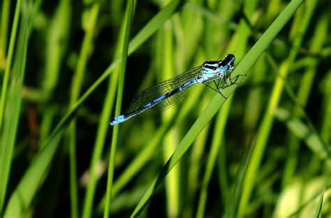 Free Images Nature Wing Meadow Flower Wildlife Wild Green