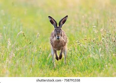 9,941 Hare running Images, Stock Photos & Vectors | Shutterstock