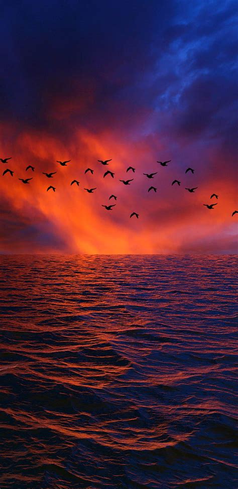 Birds In Sunset Flying HD Phone Wallpaper Peakpx