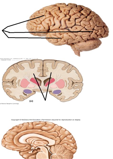 The Cerebrum Diagram Quizlet