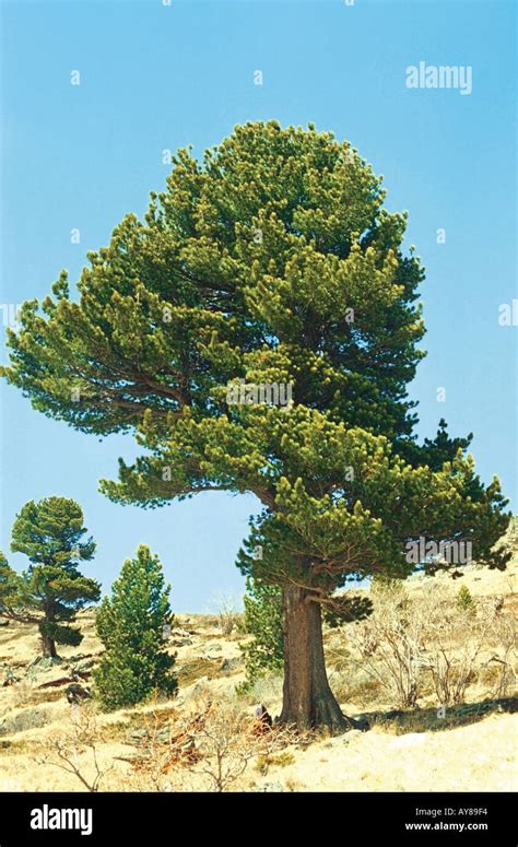 Cedar tree Siberian pine tree Altai Russia Stock Photo - Alamy