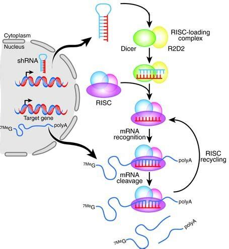 Small Hairpin Rna Mediated Gene Silencing The Shrna Is Expressed