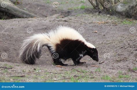 Striped skunk stock photo. Image of spotted, leeuwarden - 89098570