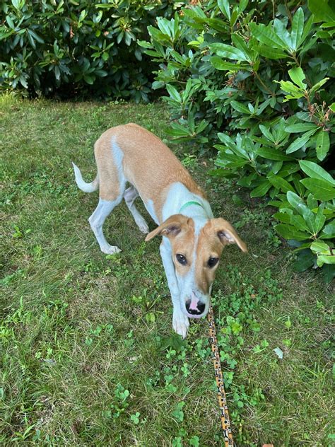 hudson nh police department 8