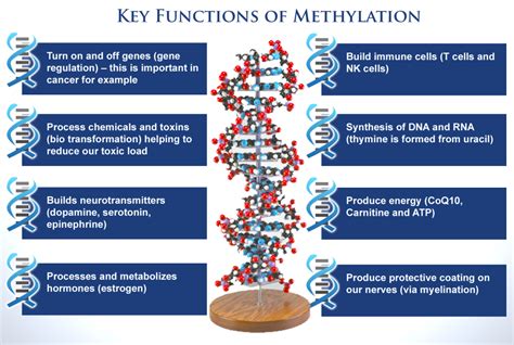 What Is The Mthfr Gene Mutation And Its Role In Health