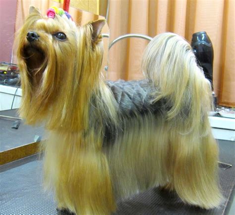 Yorkie Haircuts For Males And Females 60 Pictures Yorkie Life