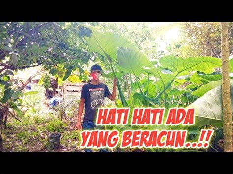 Perbedaan Talas Sente Alocasia Dengan Talas Beneng Youtube