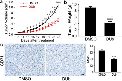 DUb Suppresses MCF 7 Xenograft Tumor Growth And Angiogenesis In Nude